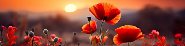 Remembrance Day - The Evolving Tribute