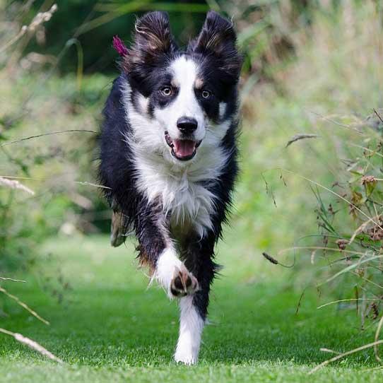 Flyball Flags!