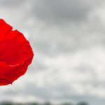 Remembrance Day 2020 - A time to pull together in gratitude…